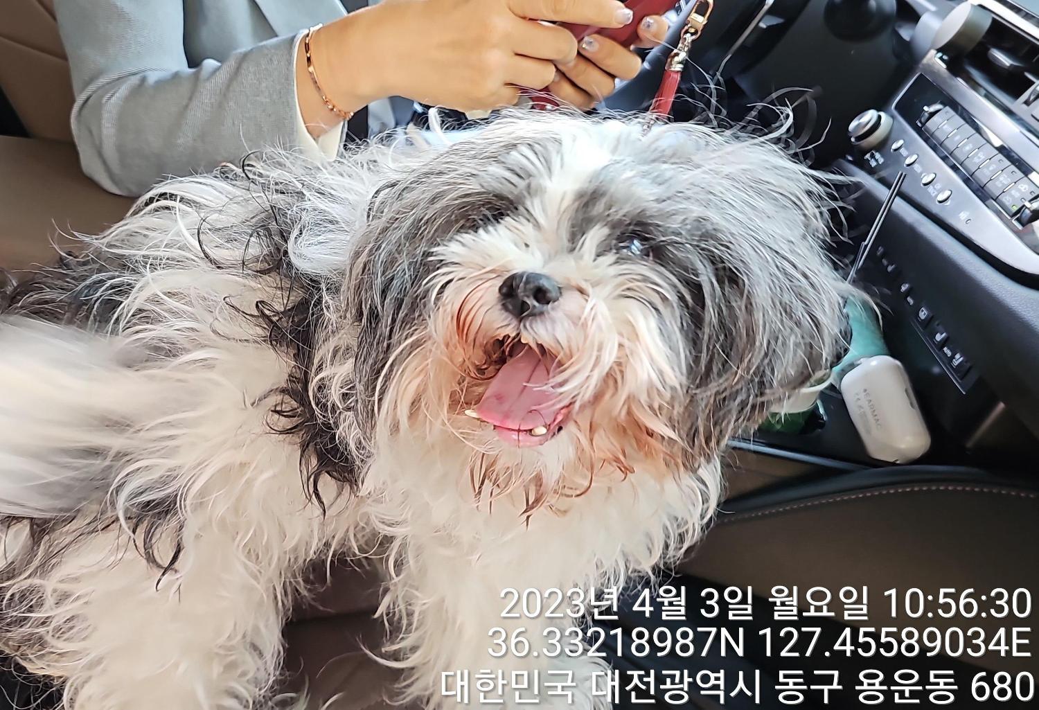 대전동물보호센터_430364202300095