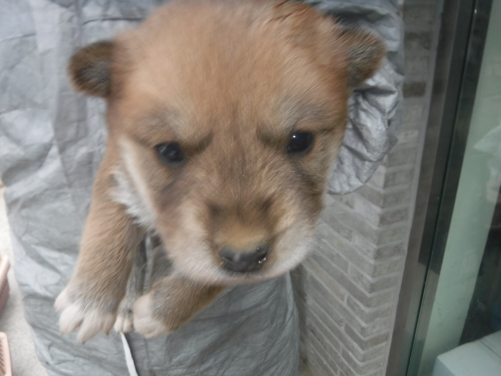 제주 동물보호센터_450650202301084