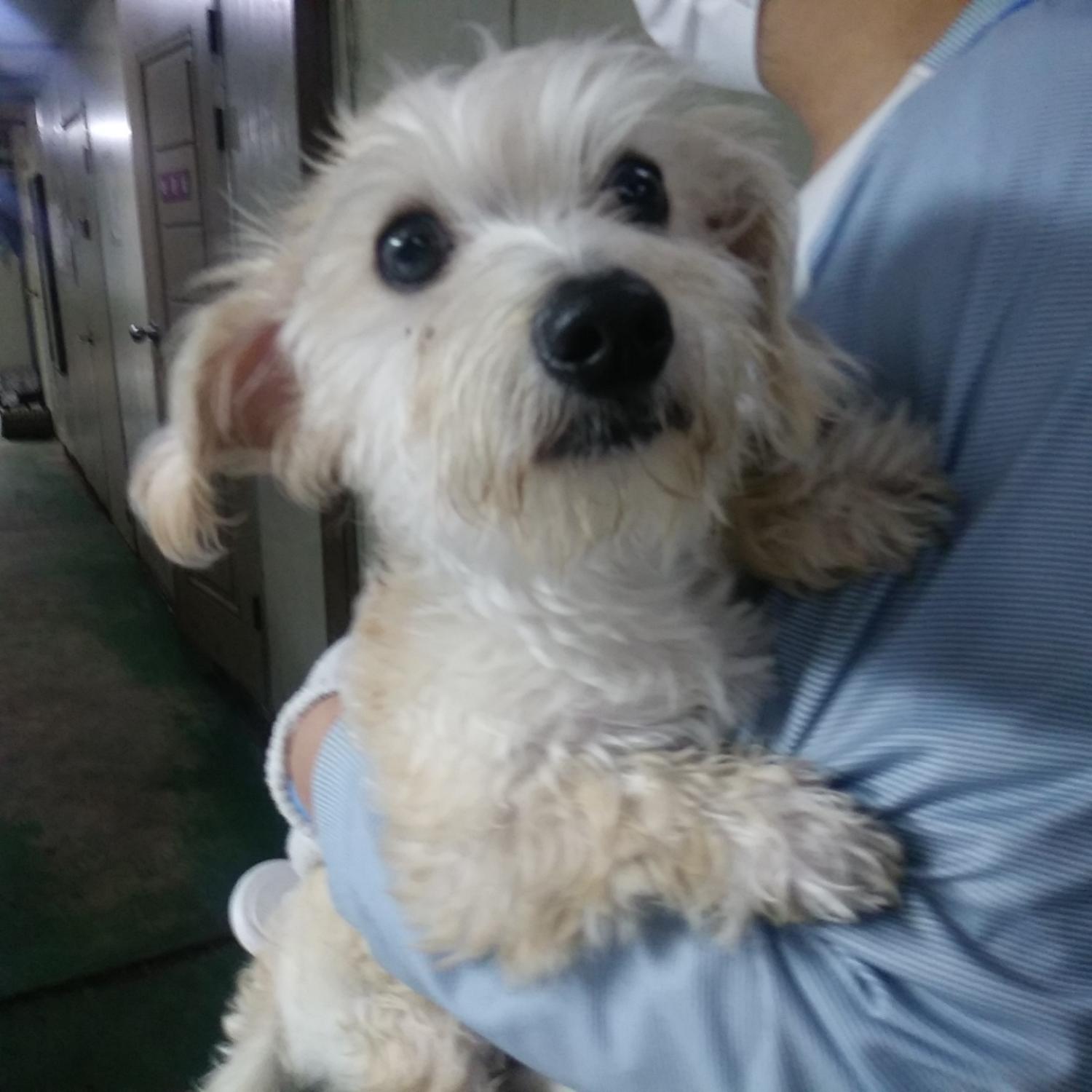 인천광역시수의사회_428351202300235