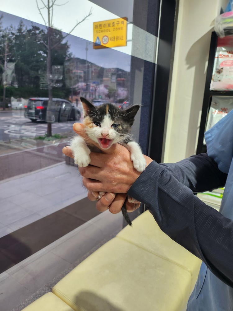 종료(입양) 한국 …