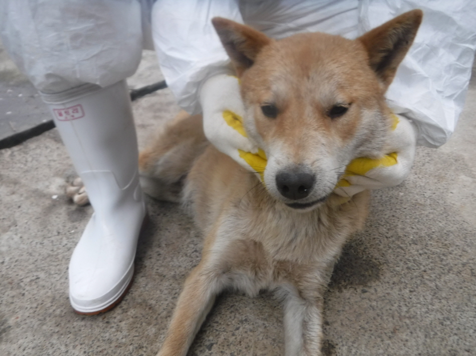 제주 동물보호센터_450650202301081