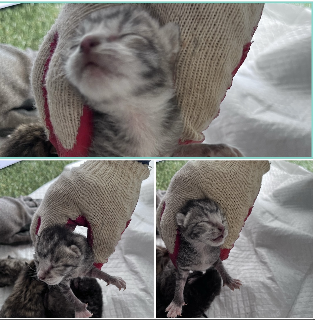 천안시유기동물보호소_444449202300603