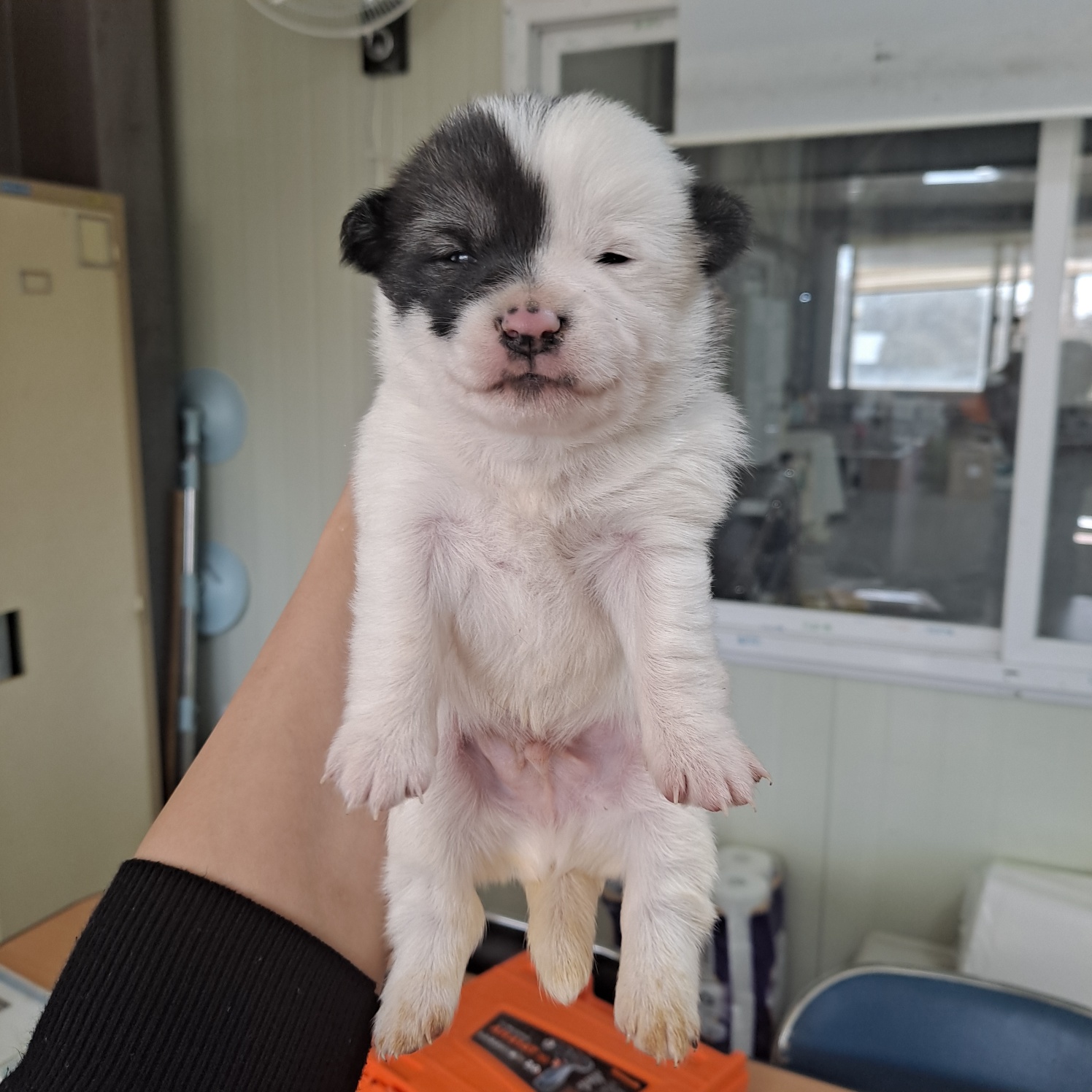 부산동물보호센터_426326202300081