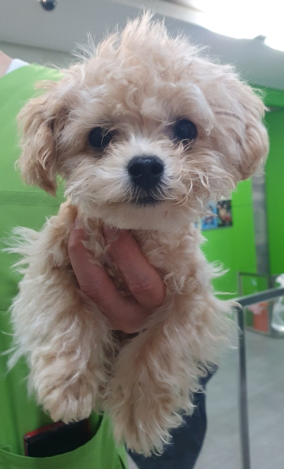 펫앤쉘터동물병원_441378202300402