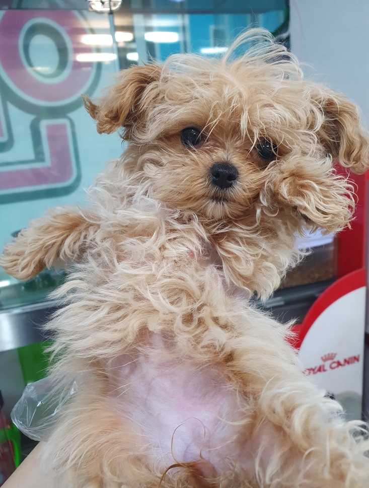 펫앤쉘터동물병원_441378202300403
