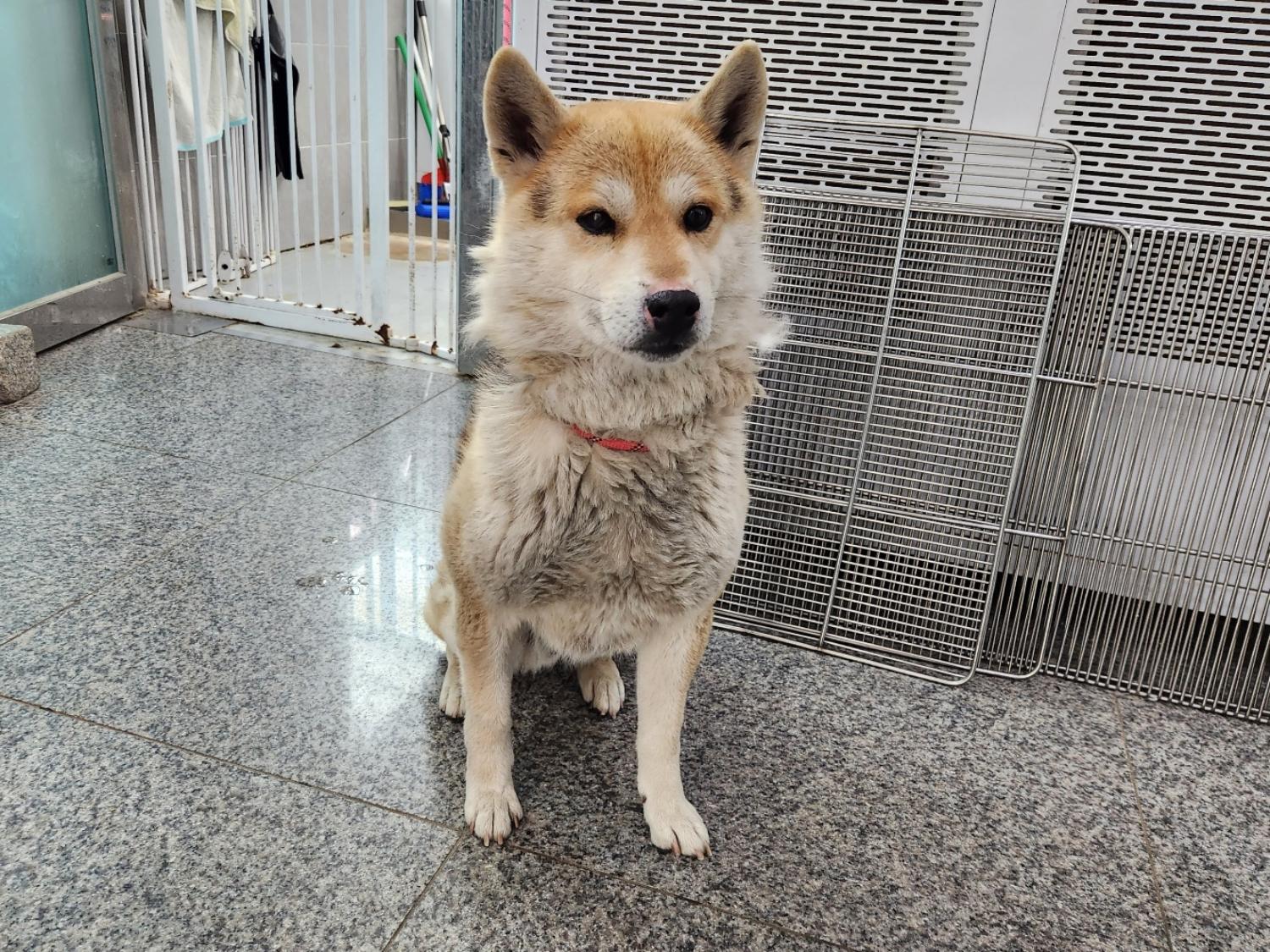 광주 동물보호소_429363202300170