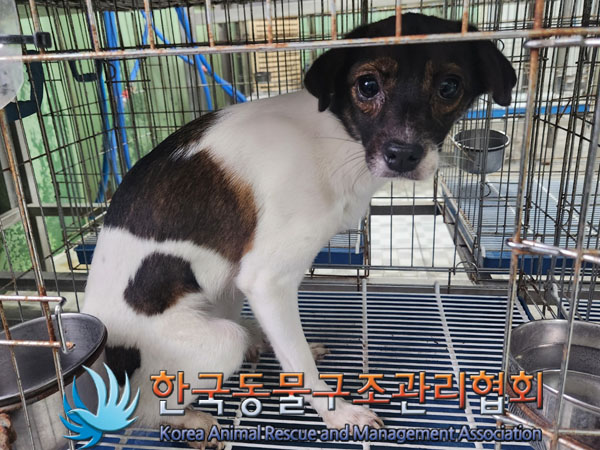 한국동물구조관리협회_411315202300225