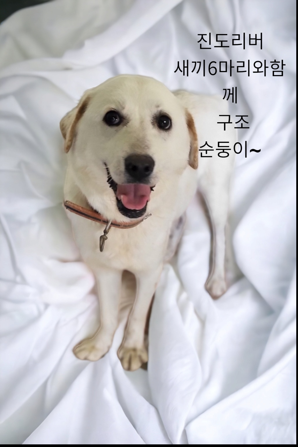 성주유기동물보호센터_447521202300132
