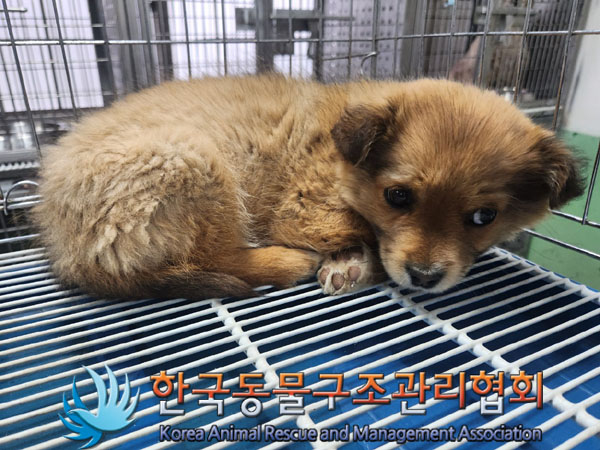 한국동물구조관리협회_441560202300306