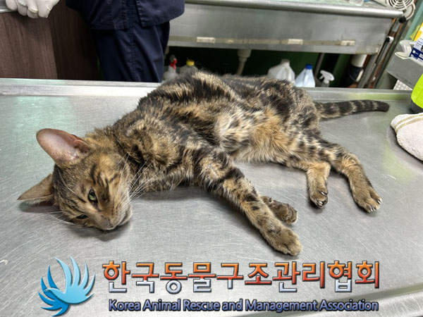 한국동물구조관리협회_411311202300193