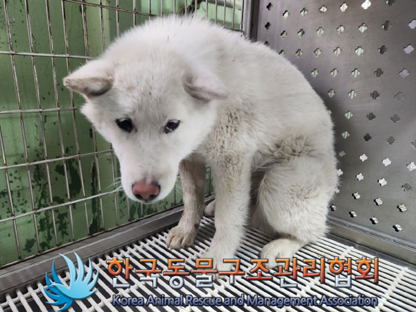 한국동물구조관리협회_411310202300110