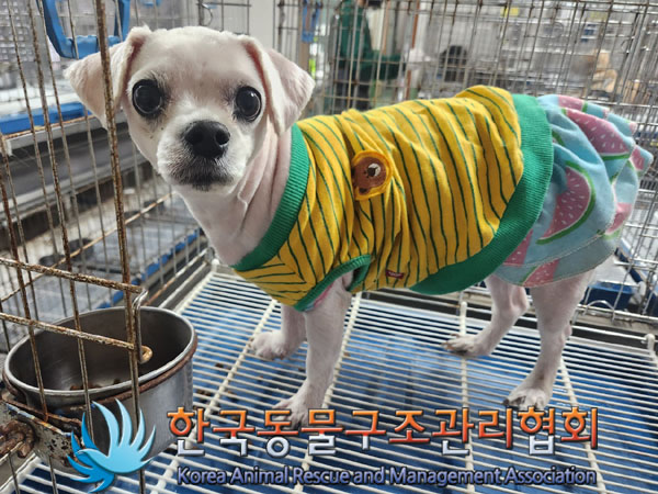 한국동물구조관리협회_441392202300036