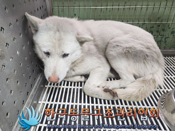 한국동물구조관리협회_411310202300109