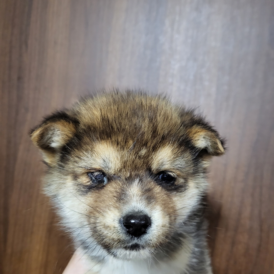 이성준동물병원_441408202300275