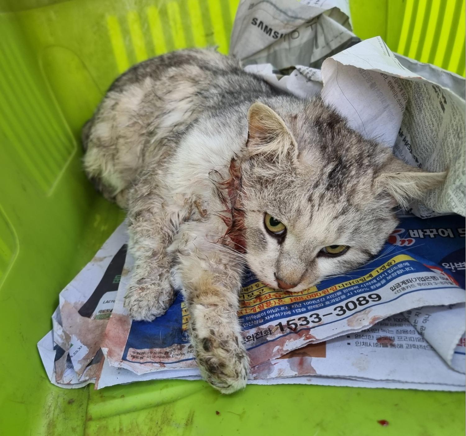 횡성유기동물보호센터_442426202300058