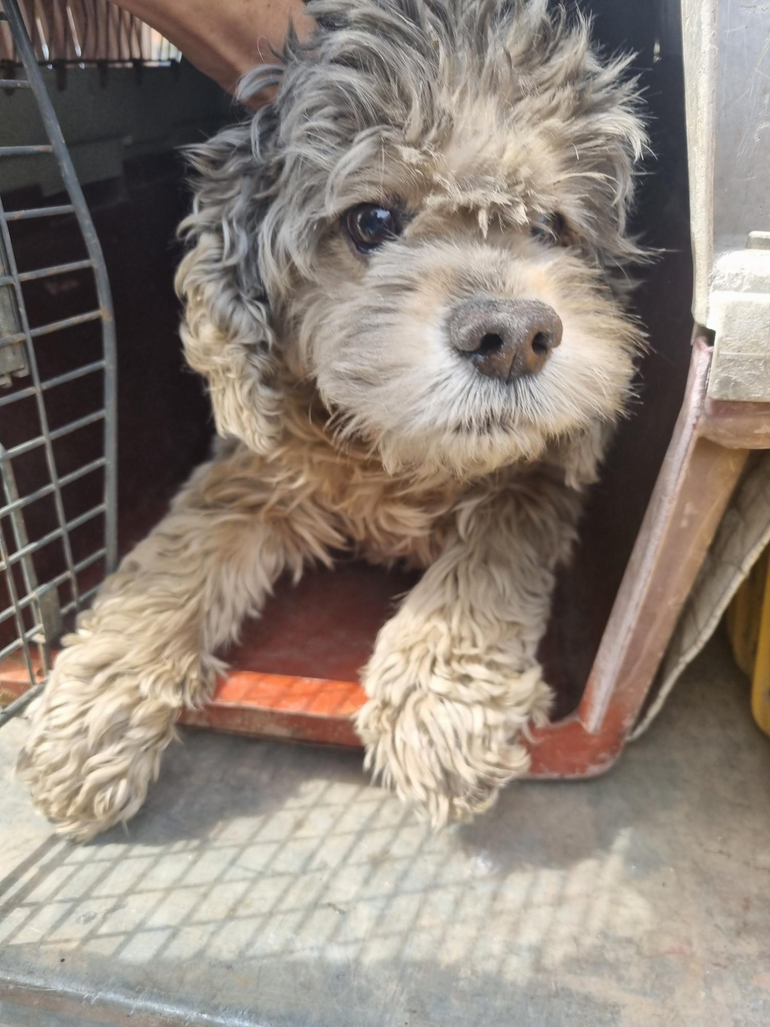 단양군유기동물보호소_443448202300055