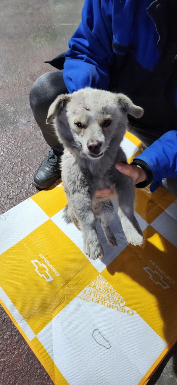 익산유기동물보호소_445468202300616