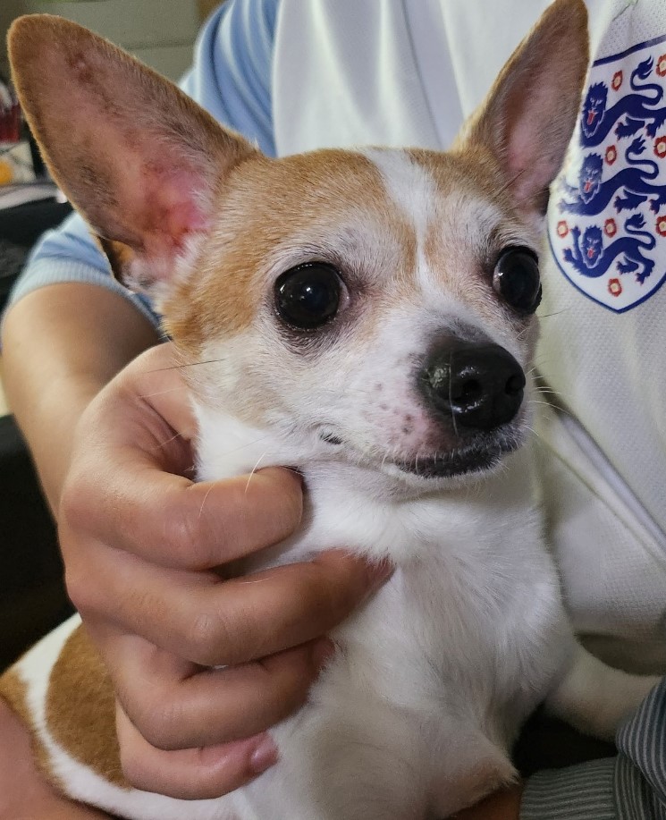 인천광역시수의사회_428352202300093