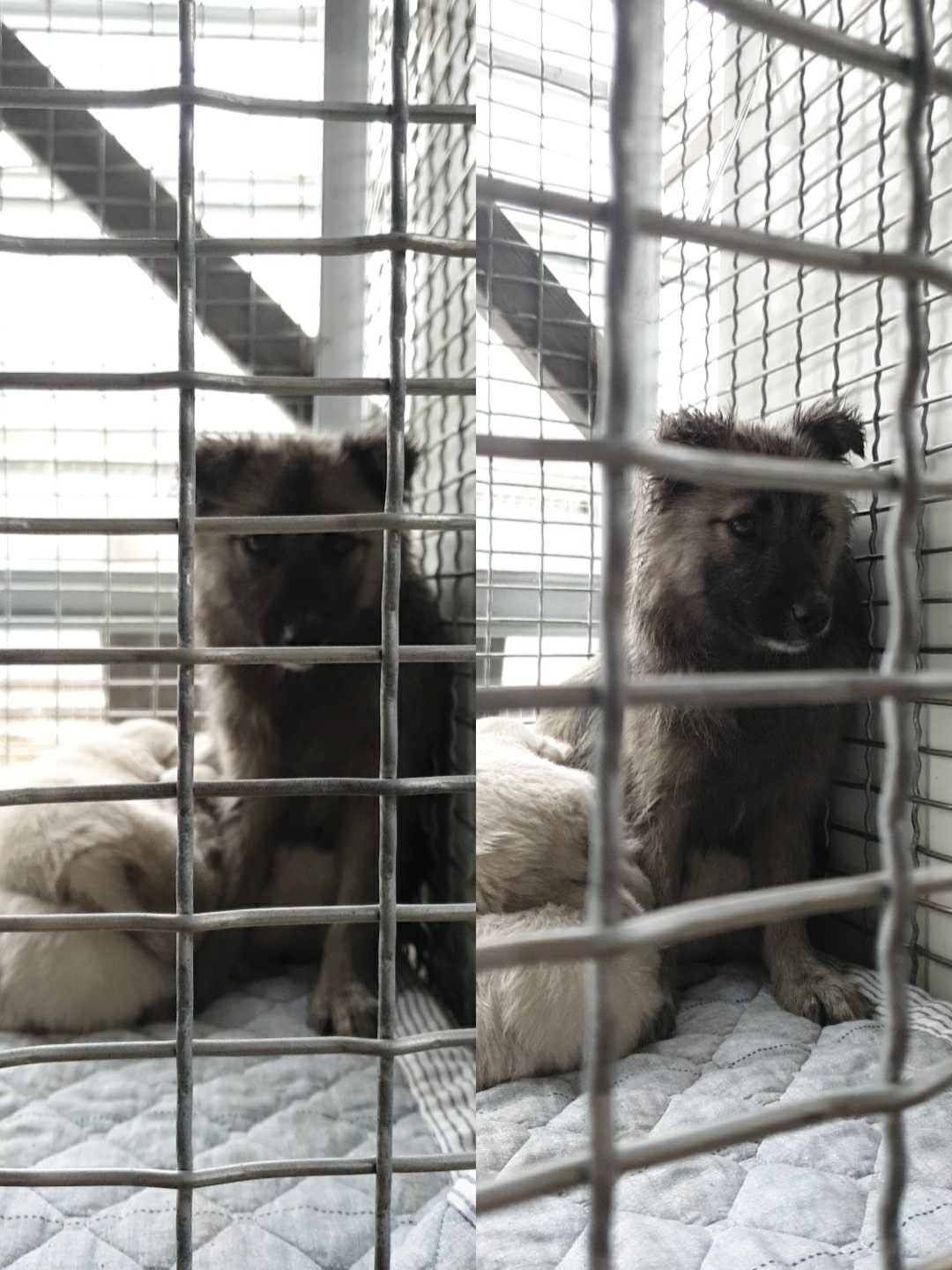 남양동물보호센터_441553202300865