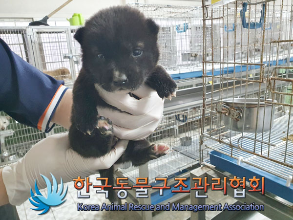 종료(입양) 믹스견…