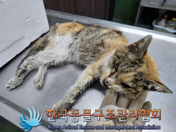 한국동물구조관리협회_411307202300117