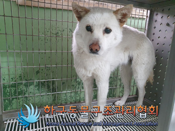 종료(반환) 믹스견…
