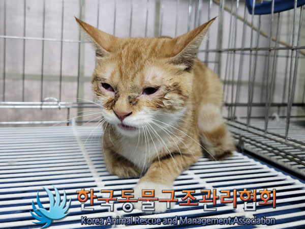 보호중 한국 고양이…