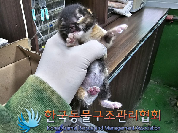 종료(안락사) 한국…
