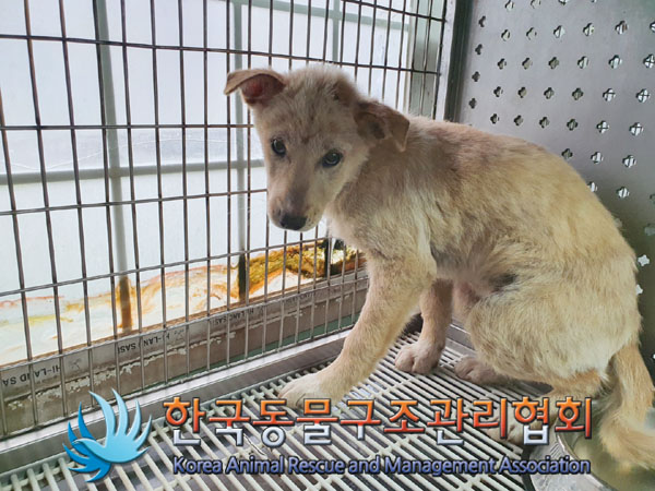 종료(안락사) 믹스…