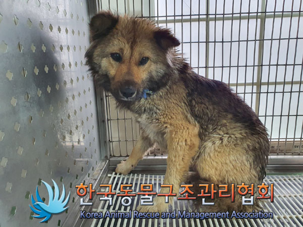 종료(안락사) 믹스…