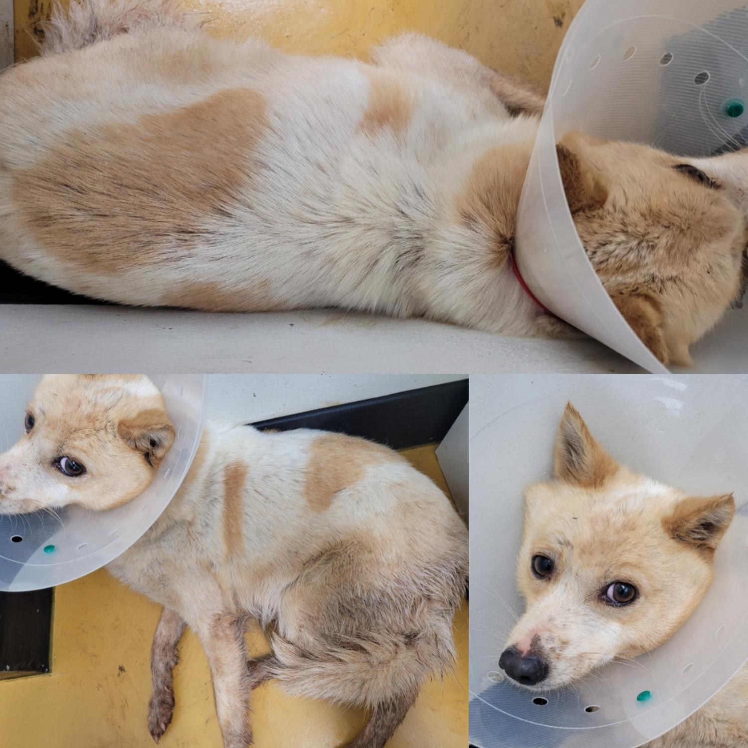 논산시 동물보호센터_444454202300129