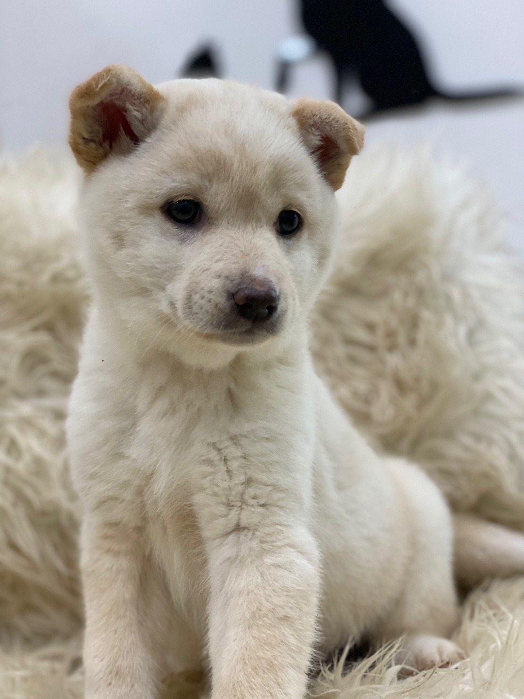 용인시 동물보호센터_441405202300452