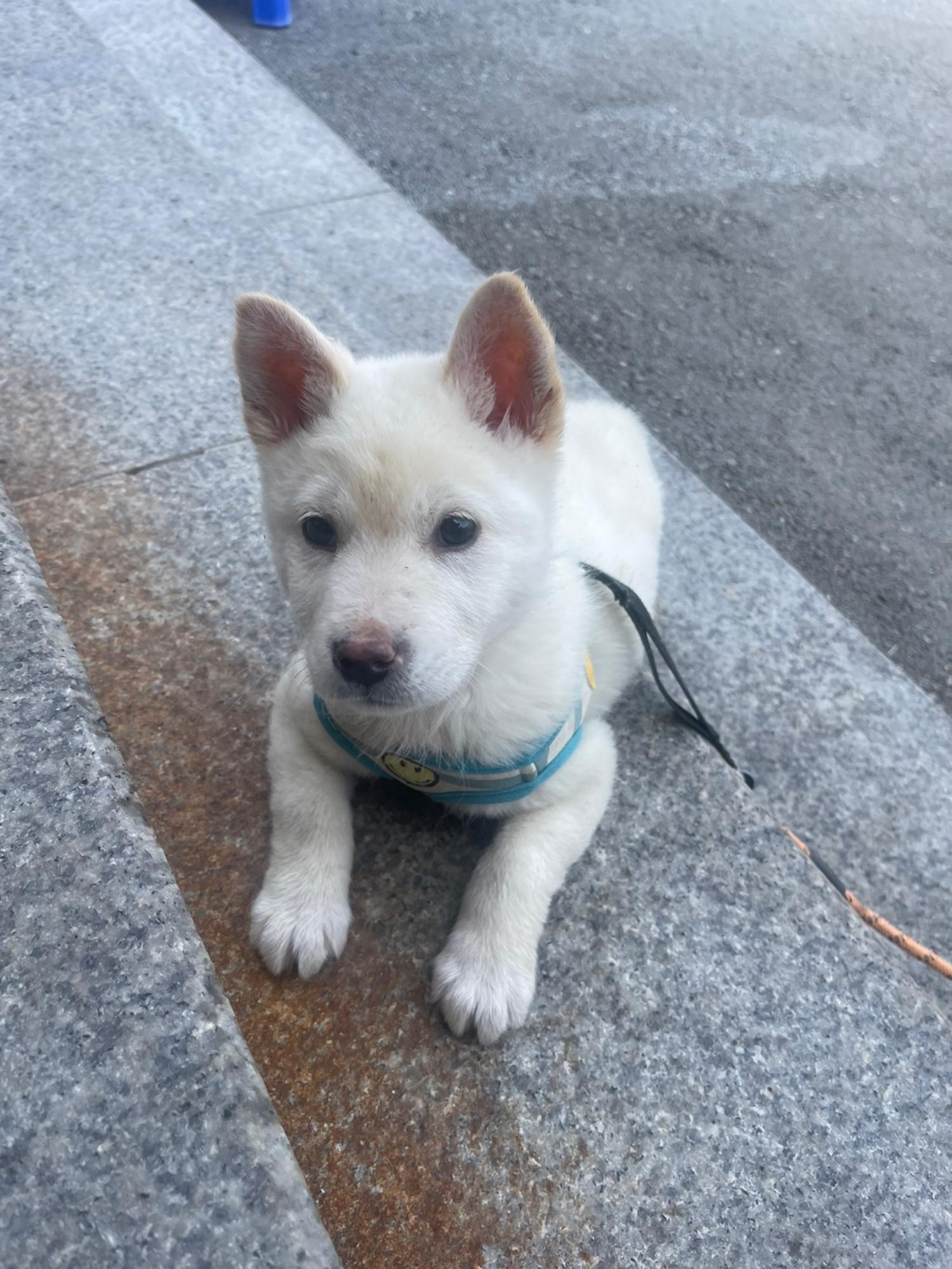 반려동물보호센터_443571202300406