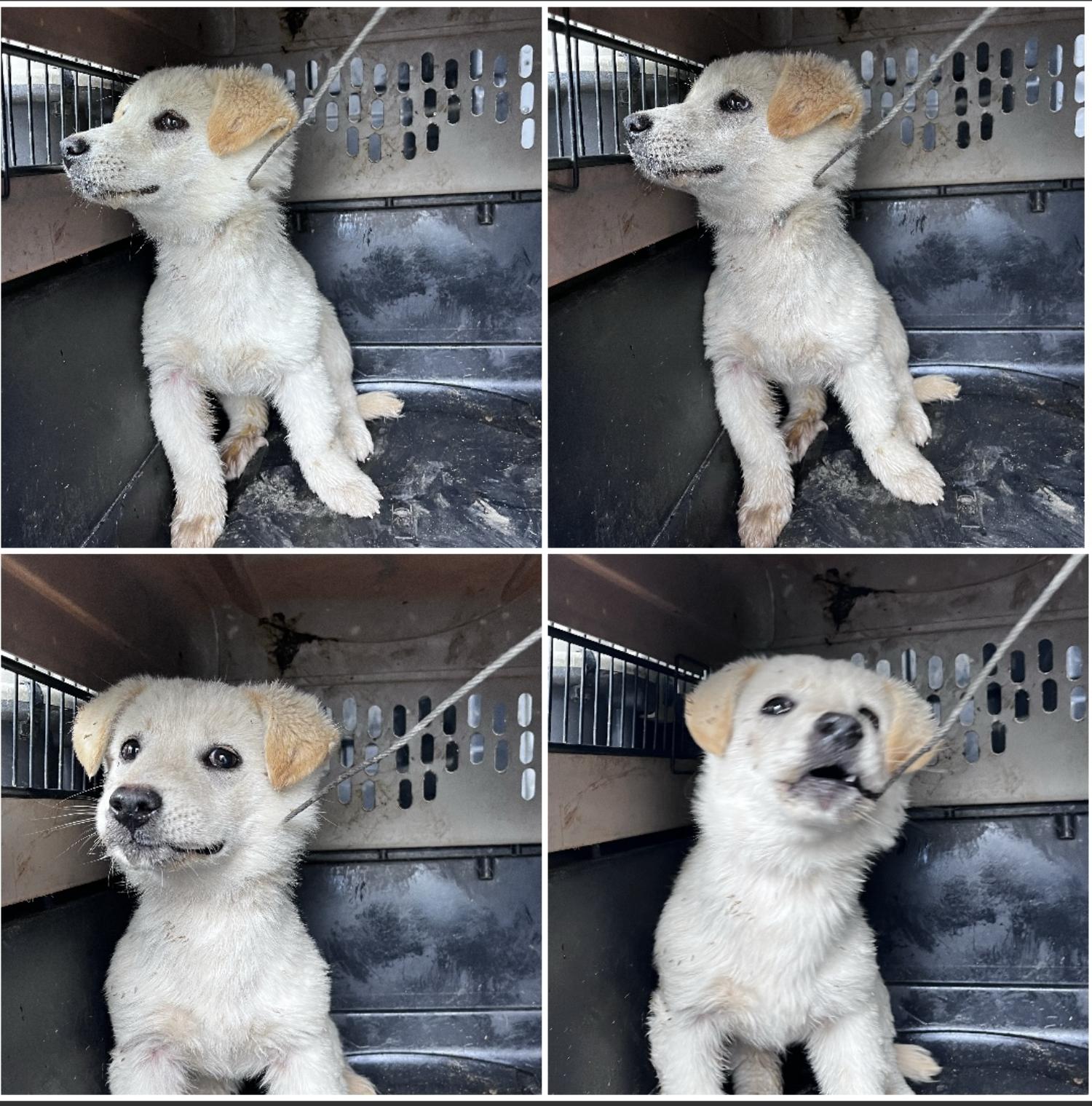 천안시유기동물보호소_444449202300616