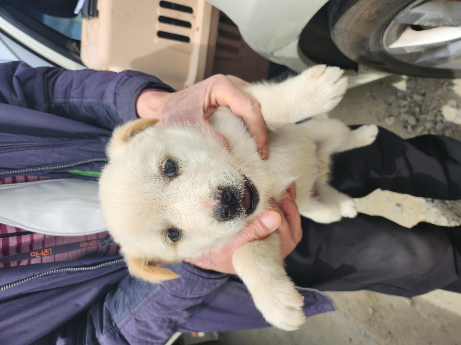 예산동물보호센터_444461202300198