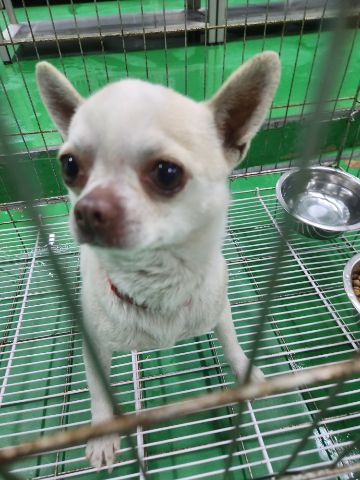 충주시동물보호센터_443439202300184