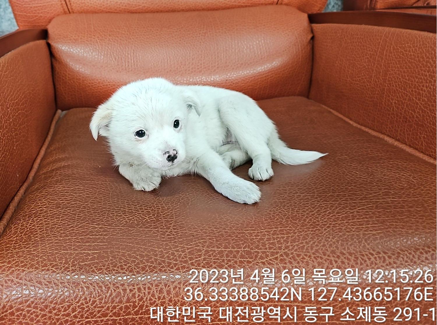 대전동물보호센터_430364202300102