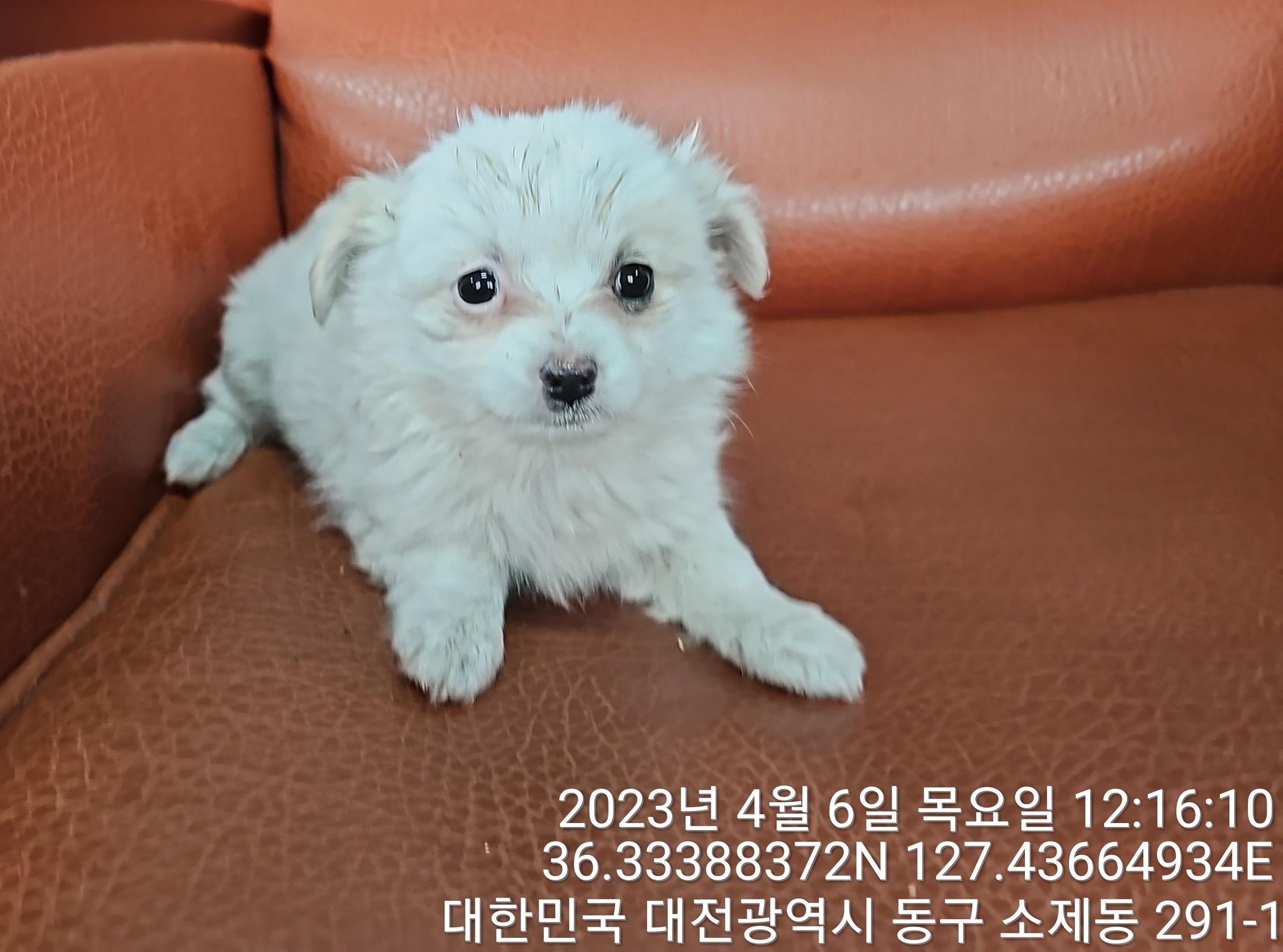 대전동물보호센터_430364202300101