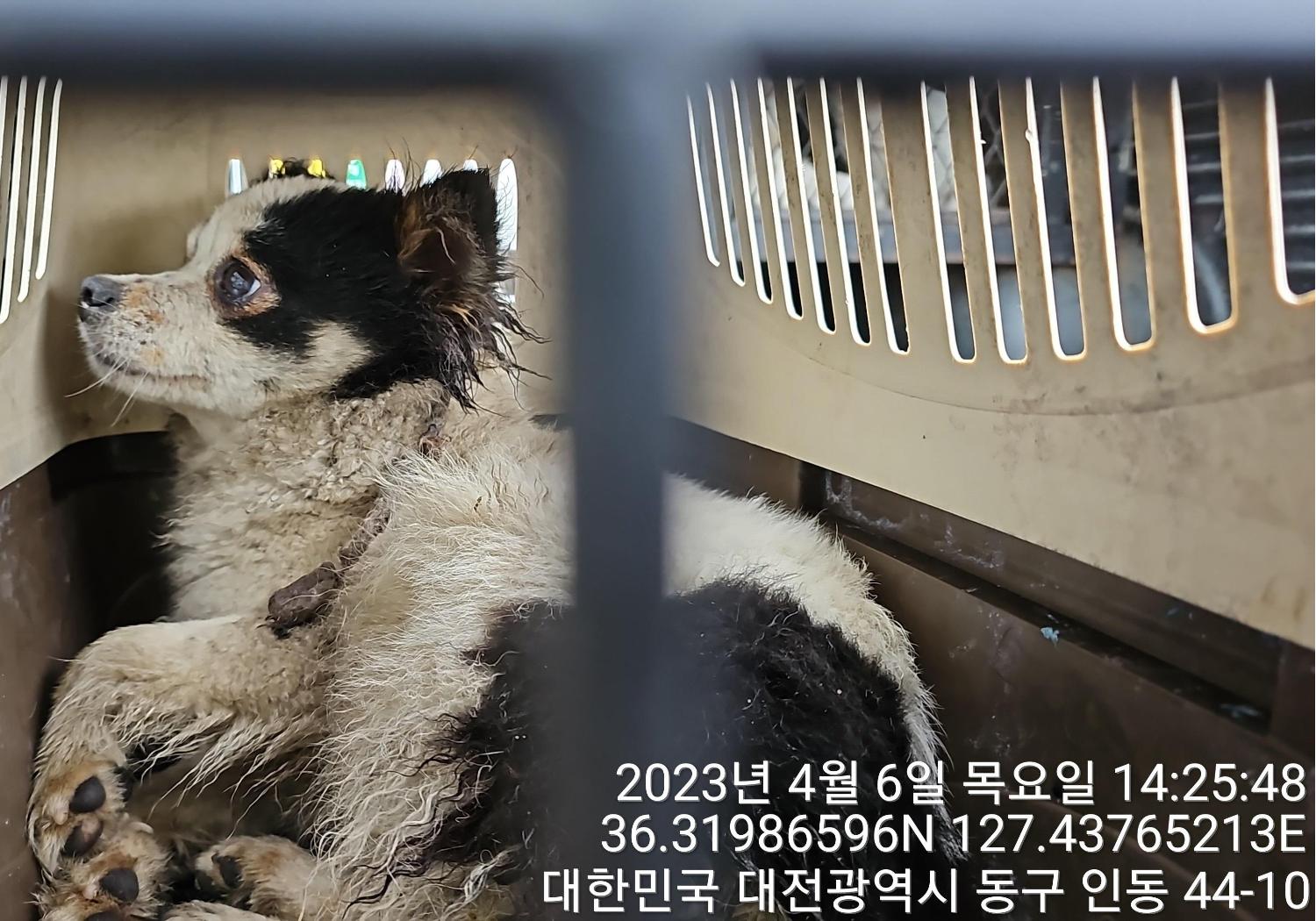 대전동물보호센터_430364202300104