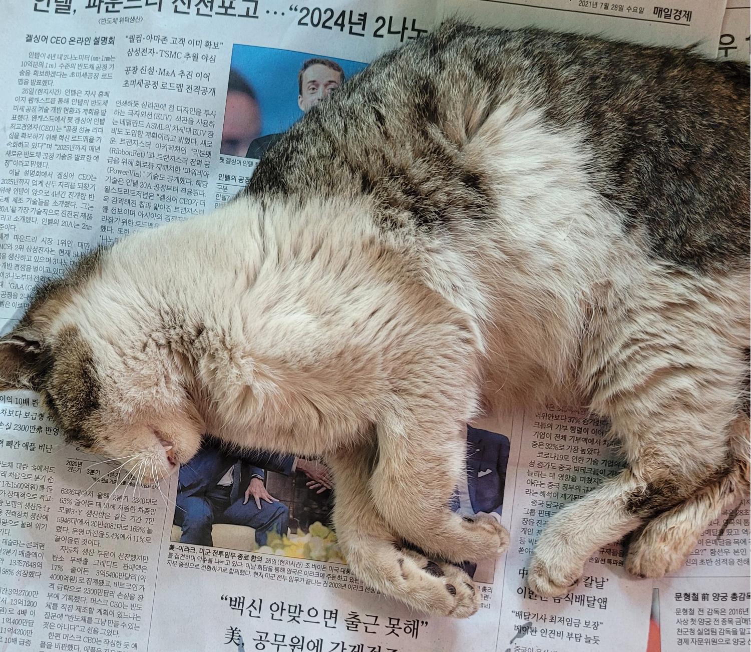 대구유기동물보호협회_427344202300081