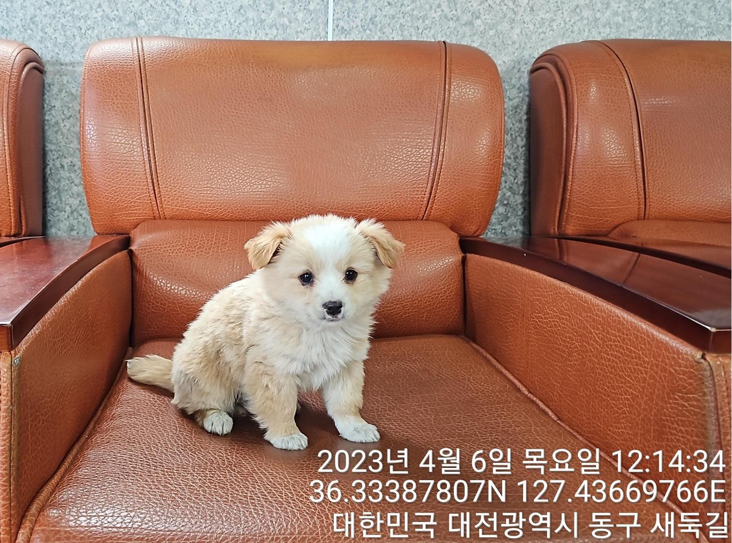 대전동물보호센터_430364202300103