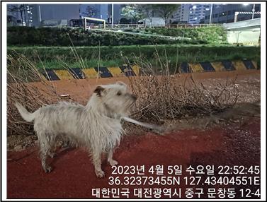 대전동물보호센터_430364202300097