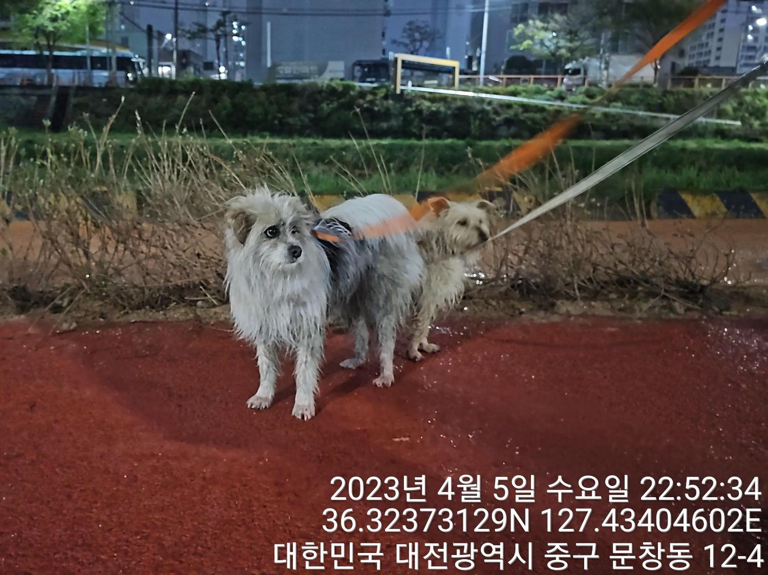 대전동물보호센터_430364202300098