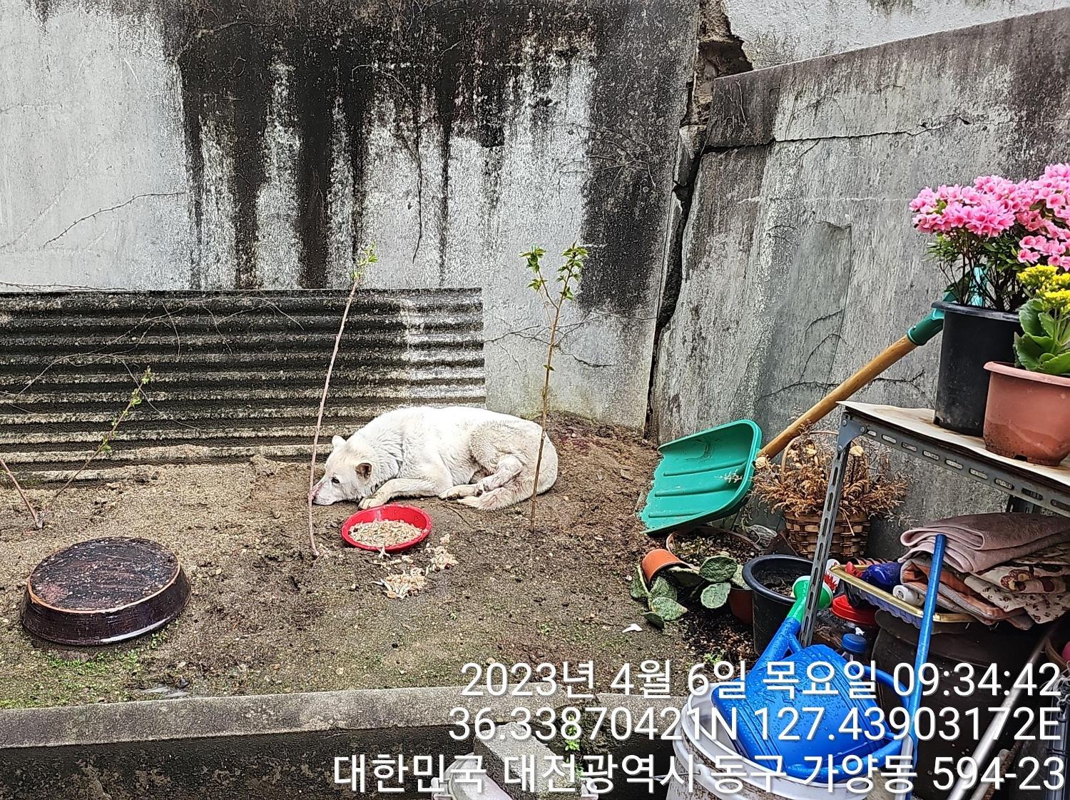 대전동물보호센터_430364202300099