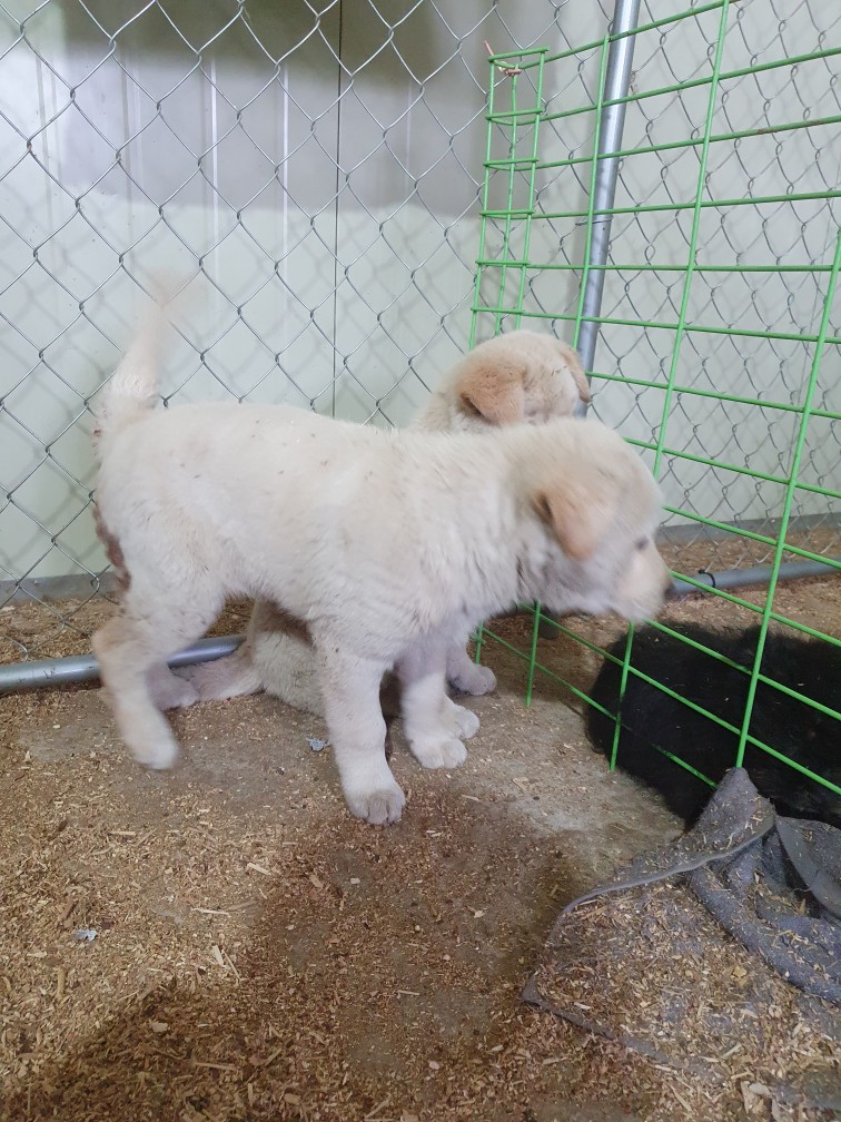 고령군 임시보호소_447520202300184