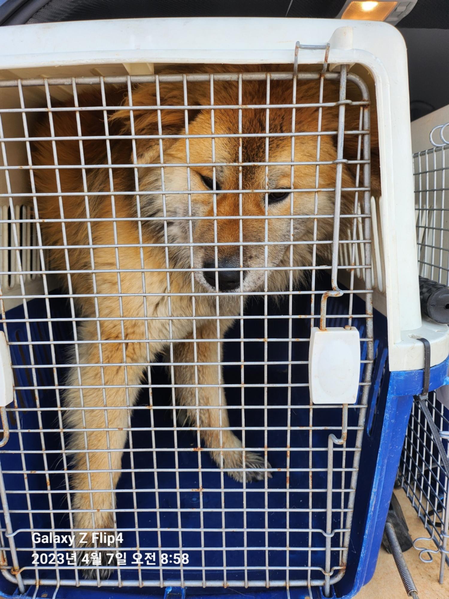 울산유기동물보호센터_431372202300139