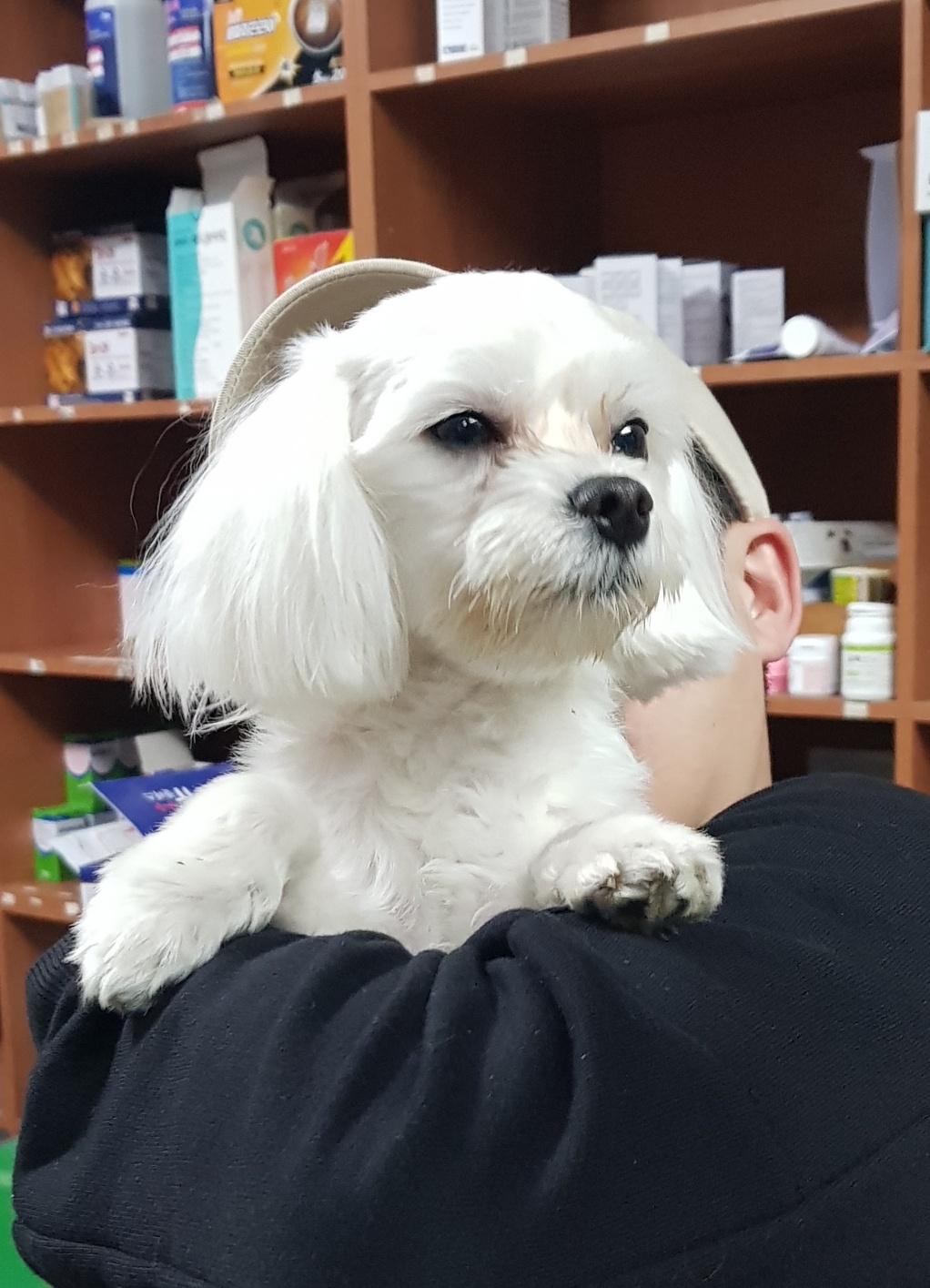 종합가축병원_447512202300225