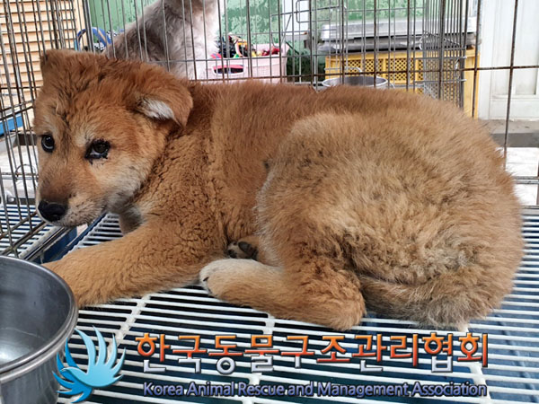 한국동물구조관리협회_441409202300490