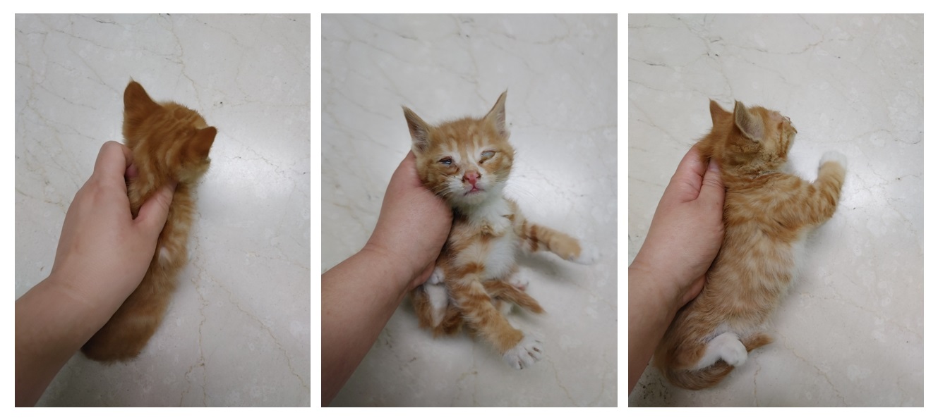 스타캣츠_441393202300498