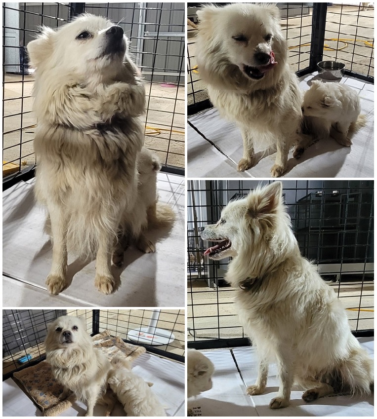 무안군유기동물보호소_446495202300072